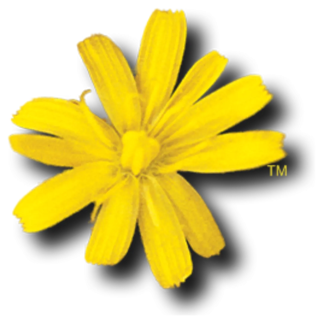 Logo chính thức của Amiga Forever, giải pháp giả lập và bảo tồn hệ sinh thái Amiga.