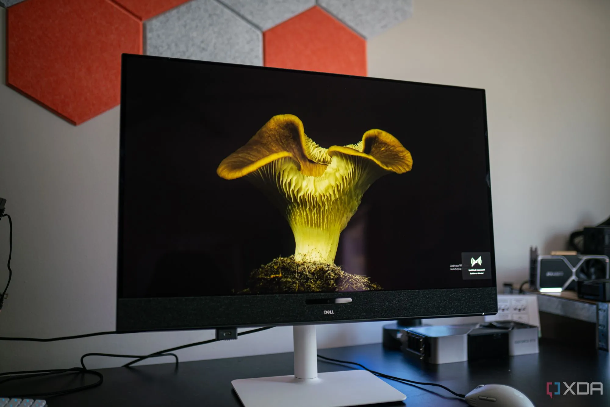 Màn hình QD-OLED 4K của Dell 32 Plus hiển thị hình ảnh với màu sắc sống động và độ tương phản cao