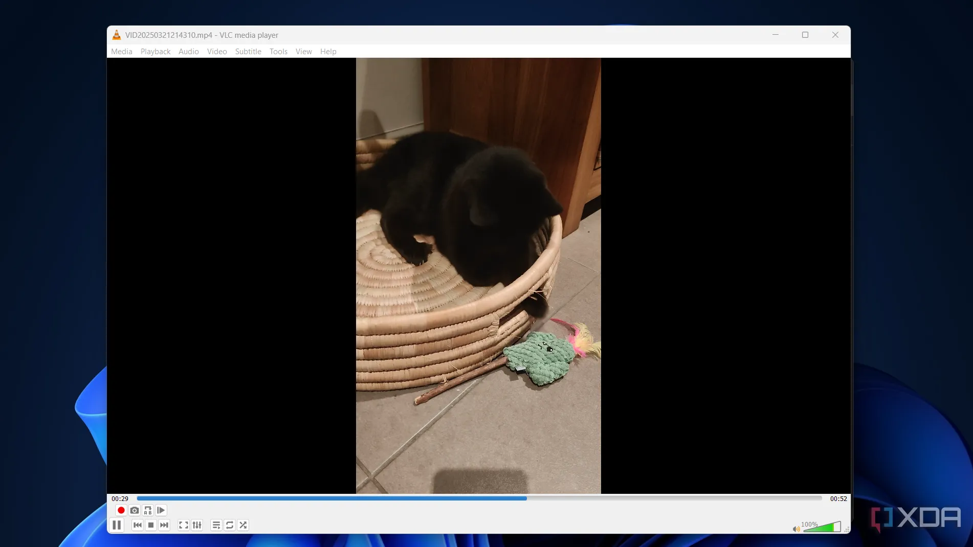 VLC Media Player đang phát video về một chú mèo